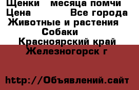 Щенки 4 месяца-помчи › Цена ­ 5 000 - Все города Животные и растения » Собаки   . Красноярский край,Железногорск г.